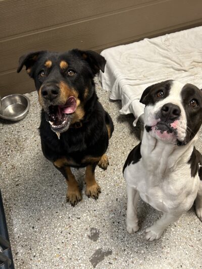 The Bark Park Resort, LLC - Snow Hill, NC