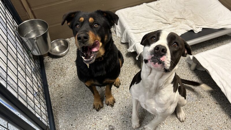 The Bark Park Resort, LLC - Snow Hill, NC