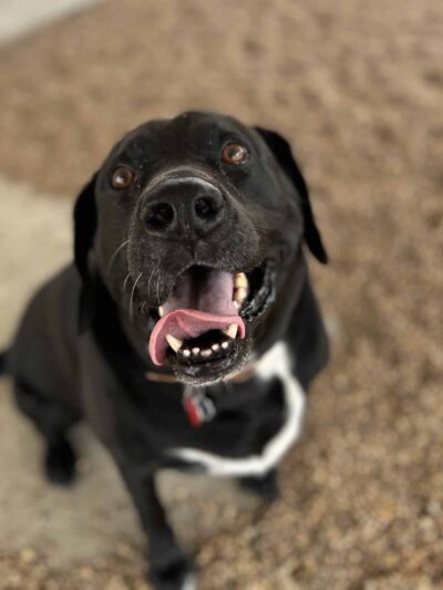 The Bark Park Resort, LLC - Snow Hill, NC