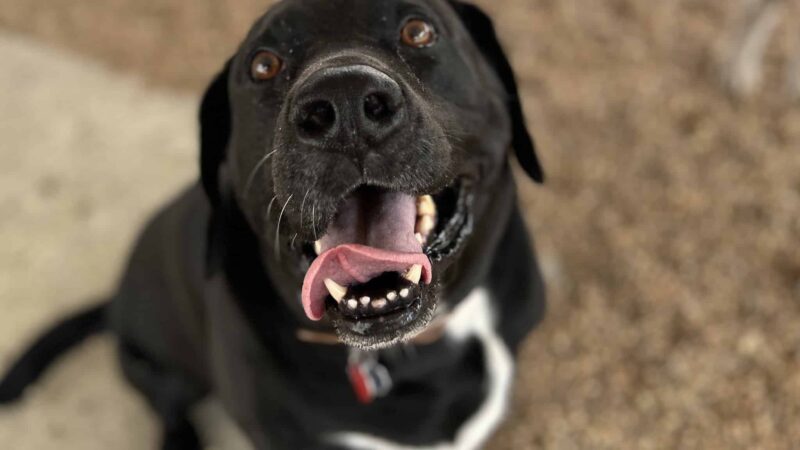 The Bark Park Resort, LLC - Snow Hill, NC