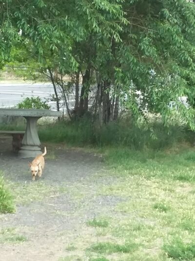 Soap Lake Dog Park - Soap Lake, WA