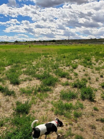Soap Lake Dog Park - Soap Lake, WA