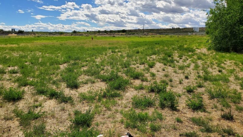 Soap Lake Dog Park - Soap Lake, WA