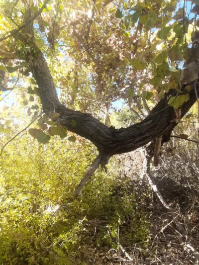 Bosque Park - Socorro, NM