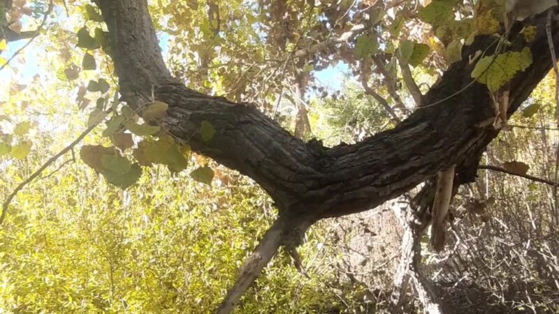 Bosque Park - Socorro, NM