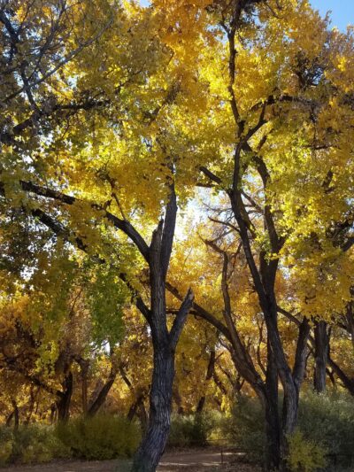 Bosque Park - Socorro, NM