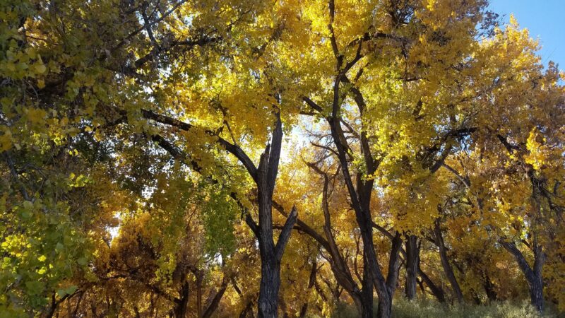 Bosque Park - Socorro, NM