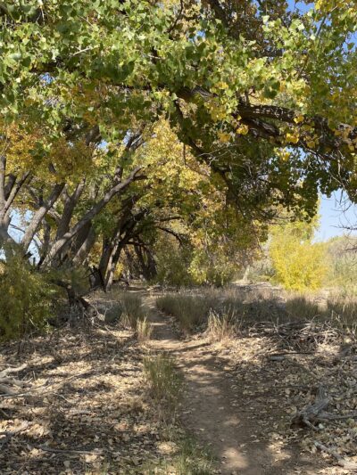 Island Park - Socorro, NM