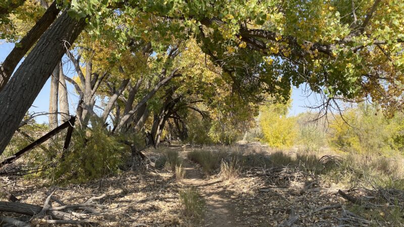 Island Park - Socorro, NM