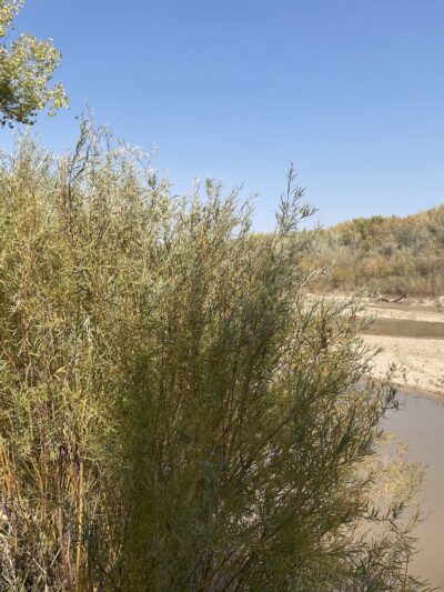 Island Park - Socorro, NM