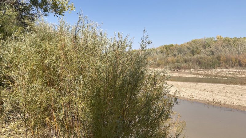 Island Park - Socorro, NM