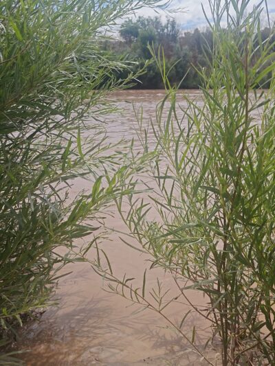 Island Park - Socorro, NM