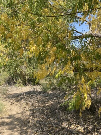 Island Park - Socorro, NM