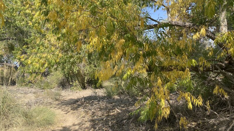 Island Park - Socorro, NM