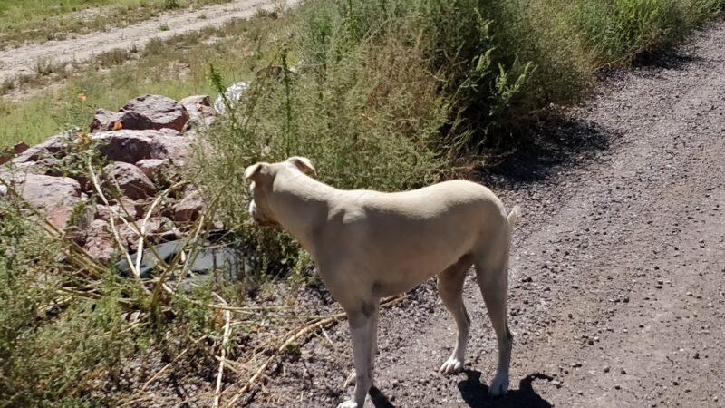 Otero Park - Socorro, NM