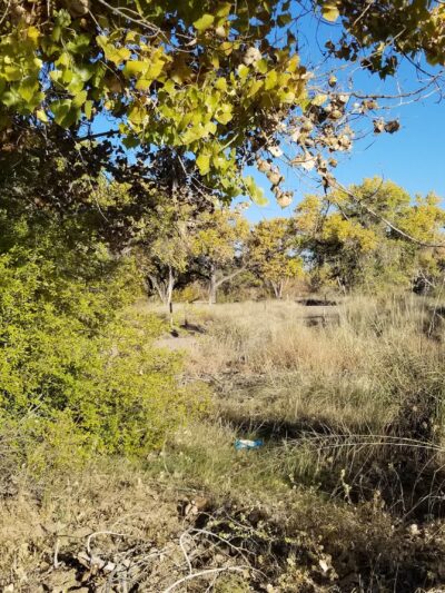 Sandbar Park - Socorro, NM