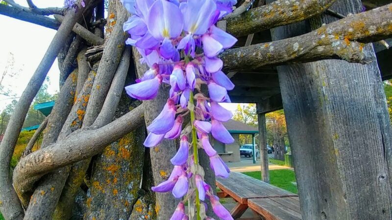 Pioneer Park - Somerset, CA