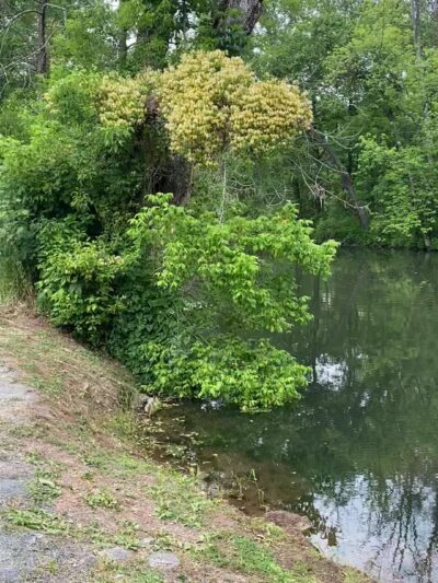 Delaware & Raritan Canal State Park Trail - Amwell Road - Somerset, NJ
