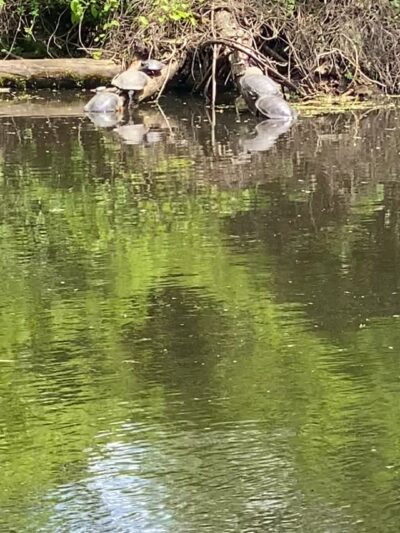 Delaware & Raritan Canal State Park Trail - Colonial Park - Somerset, NJ