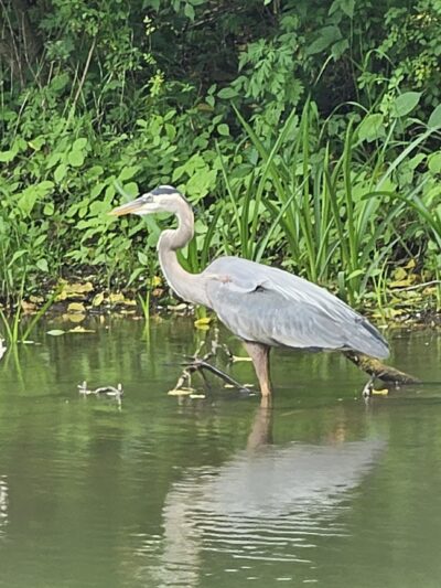 Delaware & Raritan Canal State Park Trail - Colonial Park - Somerset, NJ