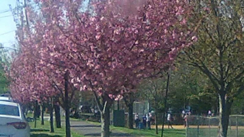 Michael Lepp Park - Somerville, NJ