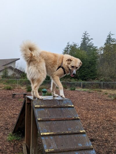 Wilder Dog Park - South Beach, OR