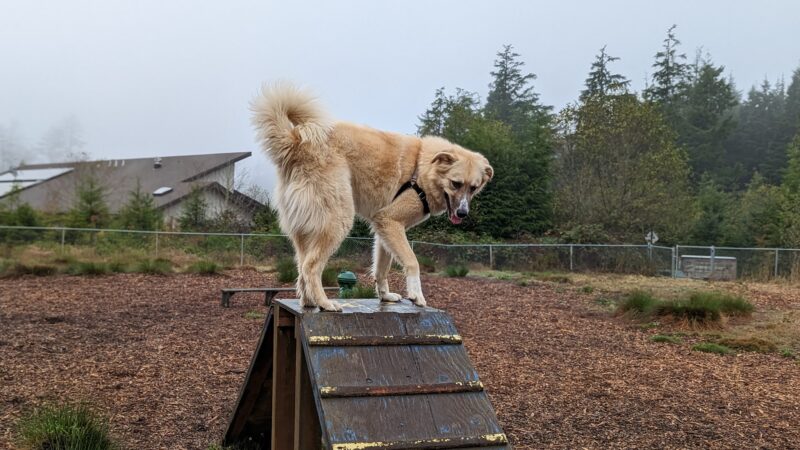 Wilder Dog Park - South Beach, OR