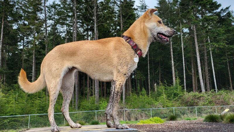 Wilder Dog Park - South Beach, OR