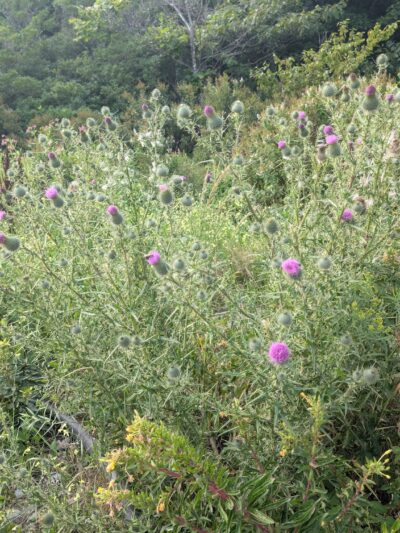 Sand Cove Beach - South Bristol, ME