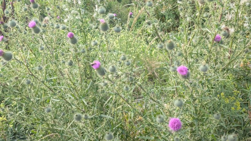 Sand Cove Beach - South Bristol, ME