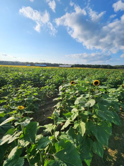 Herlihy Park - South Deerfield, MA