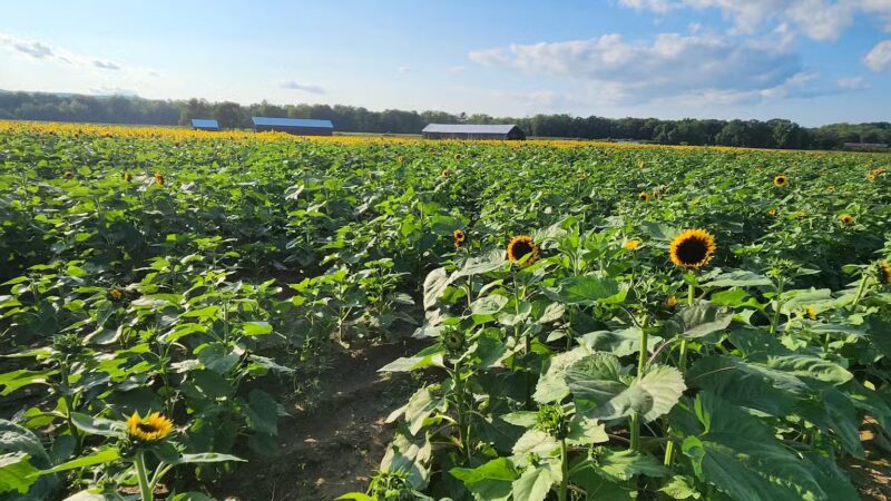 Herlihy Park - South Deerfield, MA
