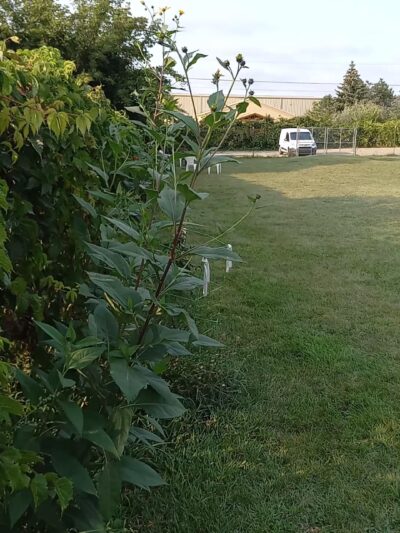 South Haven Dog Park - South Haven, MI