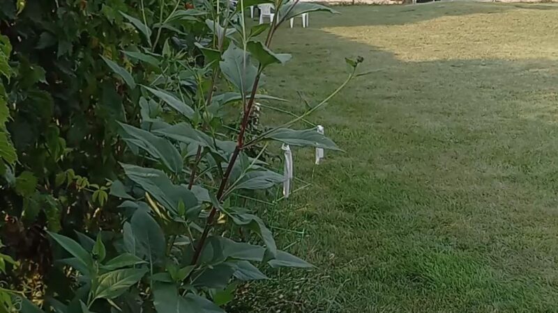 South Haven Dog Park - South Haven, MI