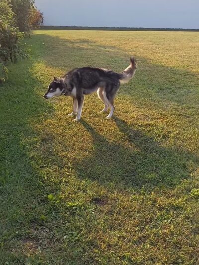 South Haven Dog Park - South Haven, MI