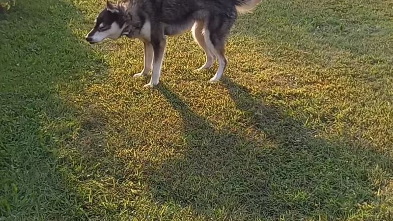 South Haven Dog Park - South Haven, MI