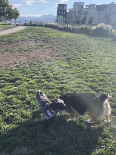 Daybreak Dog Park - South Jordan, UT