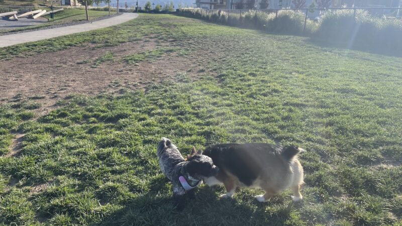 Daybreak Dog Park - South Jordan, UT