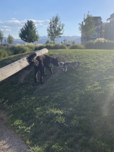 Daybreak Dog Park - South Jordan, UT