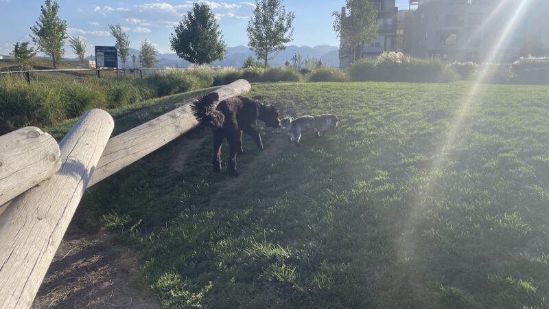 Daybreak Dog Park - South Jordan, UT
