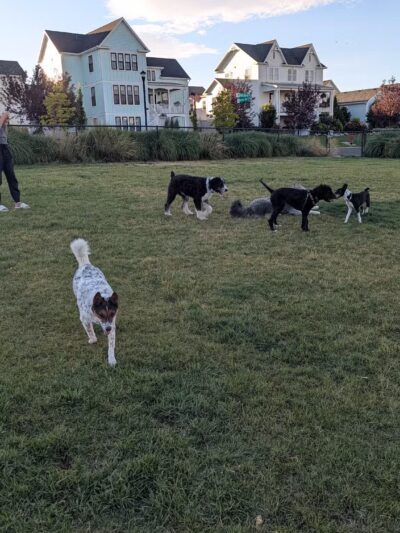 Daybreak Dog Park - South Jordan, UT