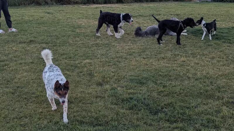 Daybreak Dog Park - South Jordan, UT