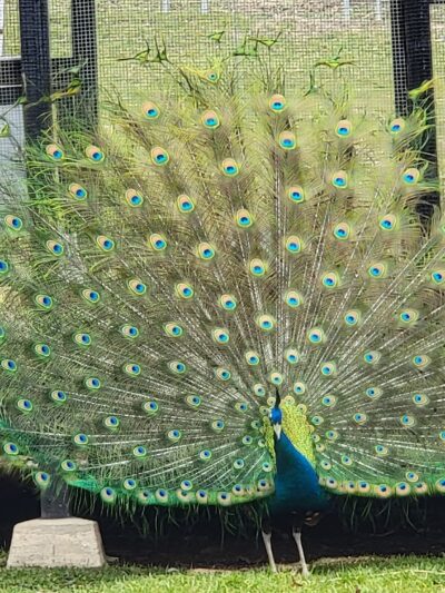 South Park - South Park Township, PA