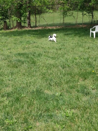 South Park Dog Park - South Park Township, PA