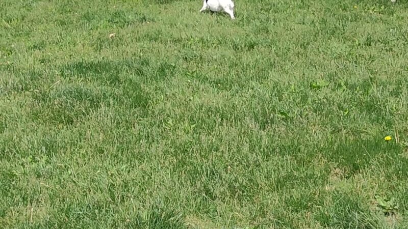 South Park Dog Park - South Park Township, PA