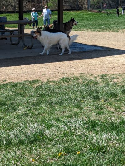 South Park Dog Park - South Park Township, PA