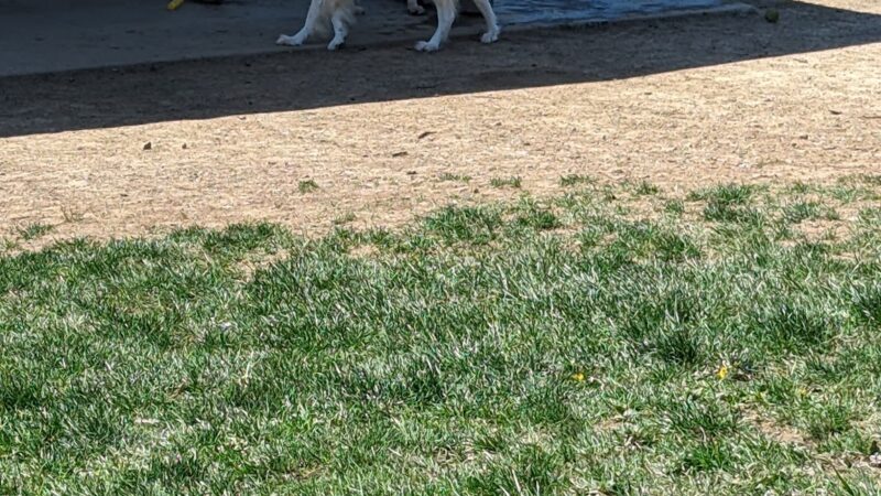 South Park Dog Park - South Park Township, PA
