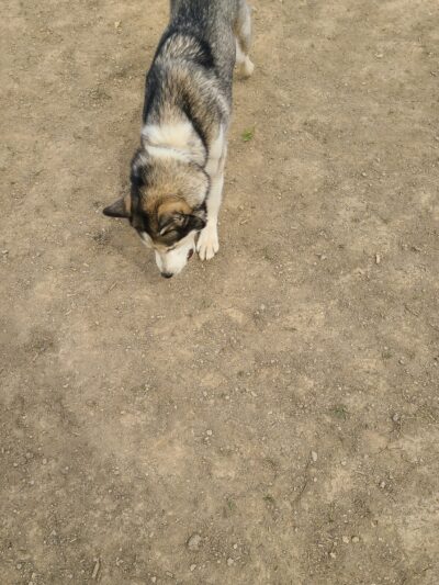 South Park Dog Park - South Park Township, PA