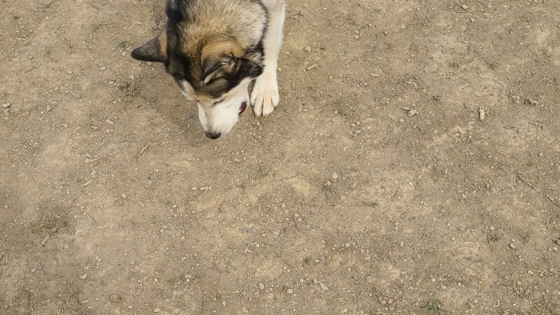 South Park Dog Park - South Park Township, PA