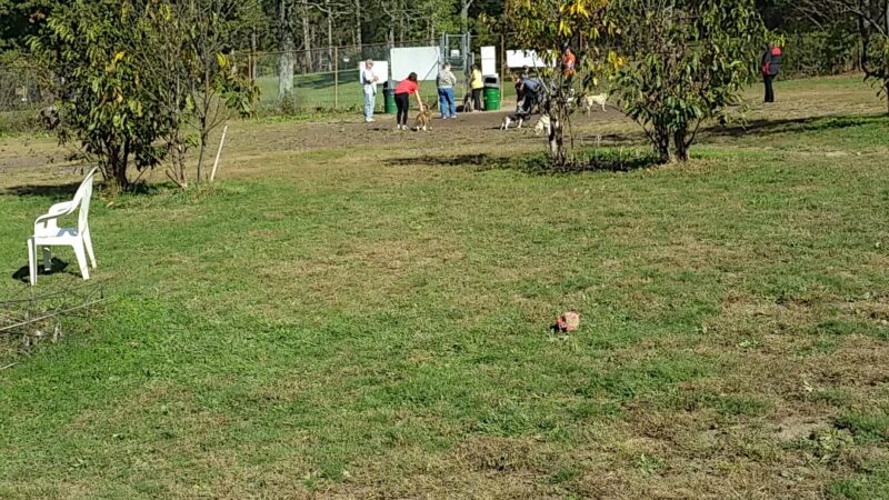 South Park Dog Park - South Park Township, PA